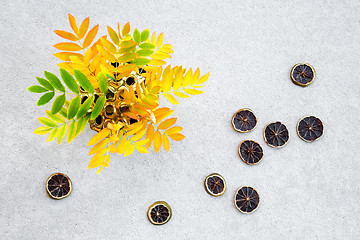 Image showing Ashberry tree leaves in a vase and dried lemon slices