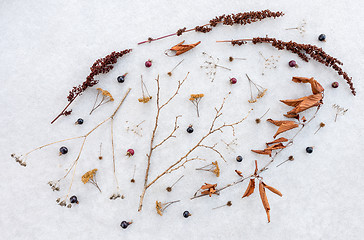 Image showing Beauty of dry delicate plants