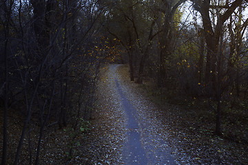 Image showing Autumn forest with dirt road