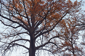 Image showing Crown of the oak tree