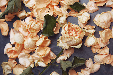 Image showing Rose flower and fallen petals