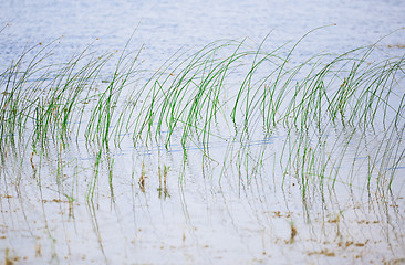 Image showing Reed plants in open water of the Florida lake