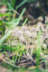 Image showing Beautiful toxic mushrooms at the forest, macro shot