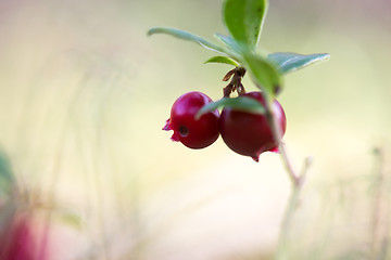 Image showing Macro shot of cowberry growing in forest.