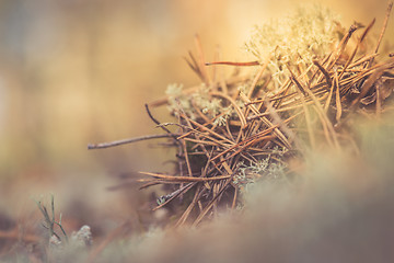 Image showing White reindeer moss photo