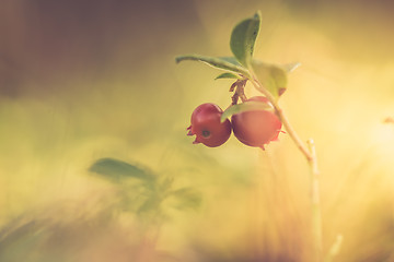 Image showing Macro shot of cowberry growing in forest.