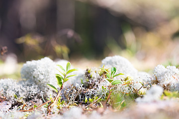 Image showing White reindeer moss photo