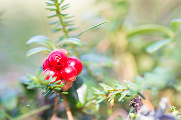 Image showing Macro shot of cowberry growing in forest.