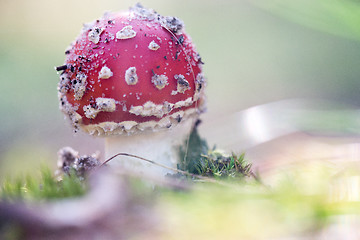 Image showing Toxic mushroom. Amanita growing on forest in moss