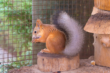 Image showing Squirrel gnaws nuts sitting on a stump in an enclosure