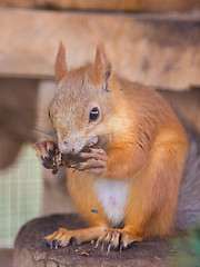 Image showing Squirrel gnaws nuts sitting on a stump in an enclosure