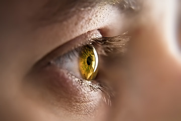 Image showing honey colored eye iris