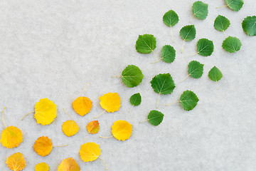 Image showing Green leaves turning into yellow