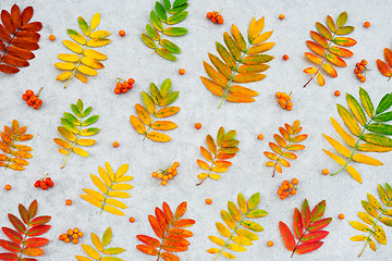 Image showing Colorful ashberry tree leaves and fruits