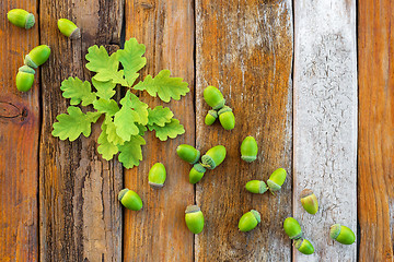 Image showing Green oak leaves and acorns on rustic wooden background