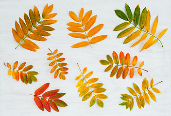 Image showing Colorful ashberry tree leaves on painted wooden background