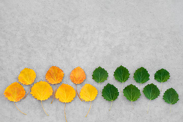 Image showing Yellow and green leaves on concrete background