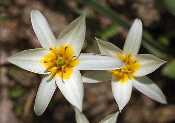 Image showing White wild tulips
