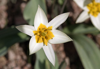 Image showing White wild tulips