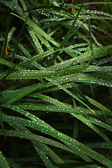 Image showing Wet blades of grass