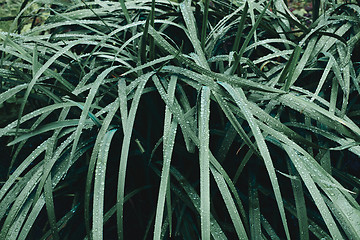 Image showing Wet grass shrub in garden