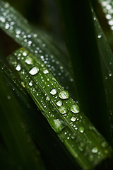 Image showing Wet blades of grass