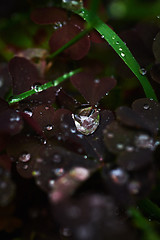 Image showing Dew on grass and clover