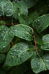 Image showing Wet leaves of bush