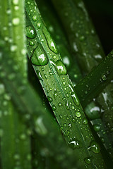 Image showing Wet blades of grass