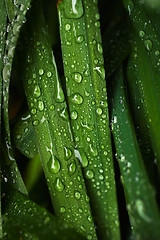 Image showing Wet blades of grass