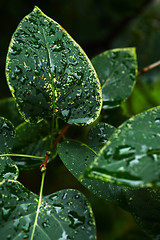 Image showing Wet leaves of bush