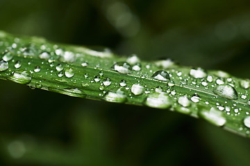 Image showing Wet blades of grass