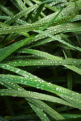 Image showing Wet blades of grass