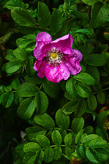 Image showing Beautiful wet flower on bush