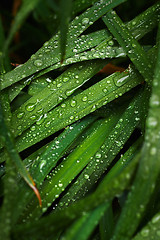 Image showing Wet blades of grass