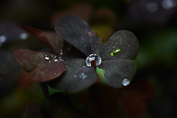 Image showing Dew on grass and clover