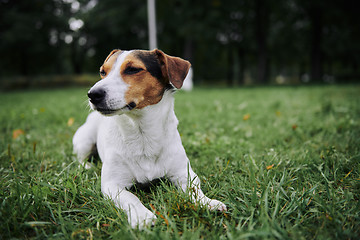 Image showing Cute dog lying on grass