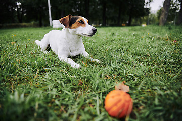 Image showing Cute dog lying on grass