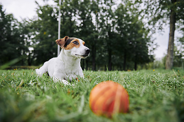 Image showing Cute dog lying on grass