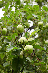 Image showing Green apples on branch