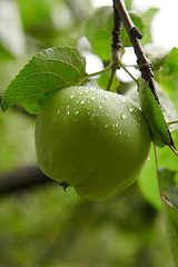 Image showing Green apples on branch