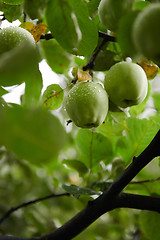 Image showing Green apples on branch