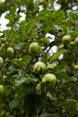 Image showing Green apples on branch