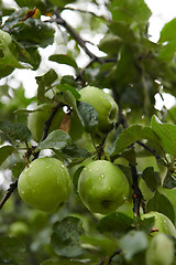 Image showing Green apples on branch