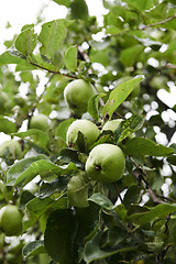 Image showing Green apples on branch