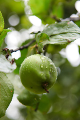 Image showing Green apples on branch