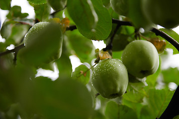 Image showing Green apples on branch