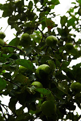 Image showing Green apples on branch