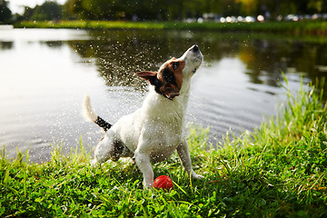 Image showing Funny dog shaking off water