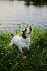 Image showing Funny dog shaking off water